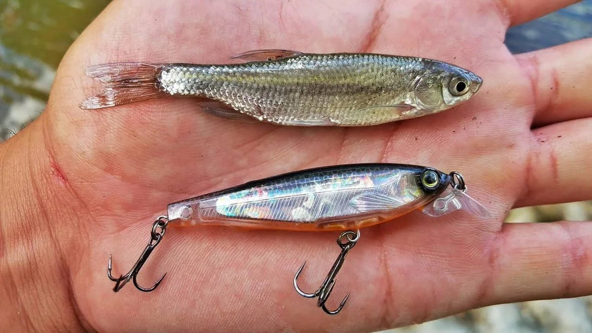 The Pros and Cons of Using Live Bait vs Artificial Lures – Plusinno