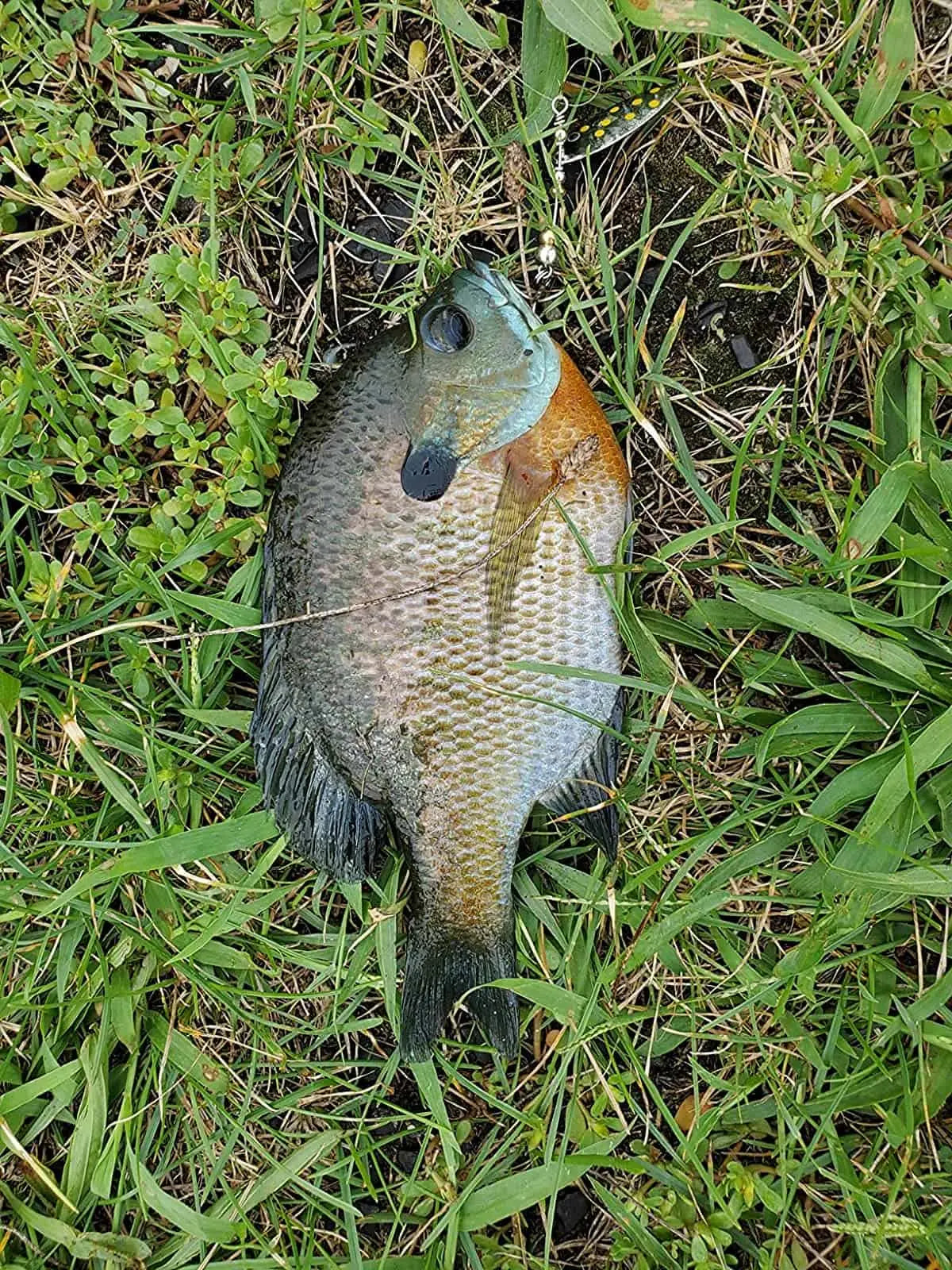 Crappie Fishing: A Beginner's Guide