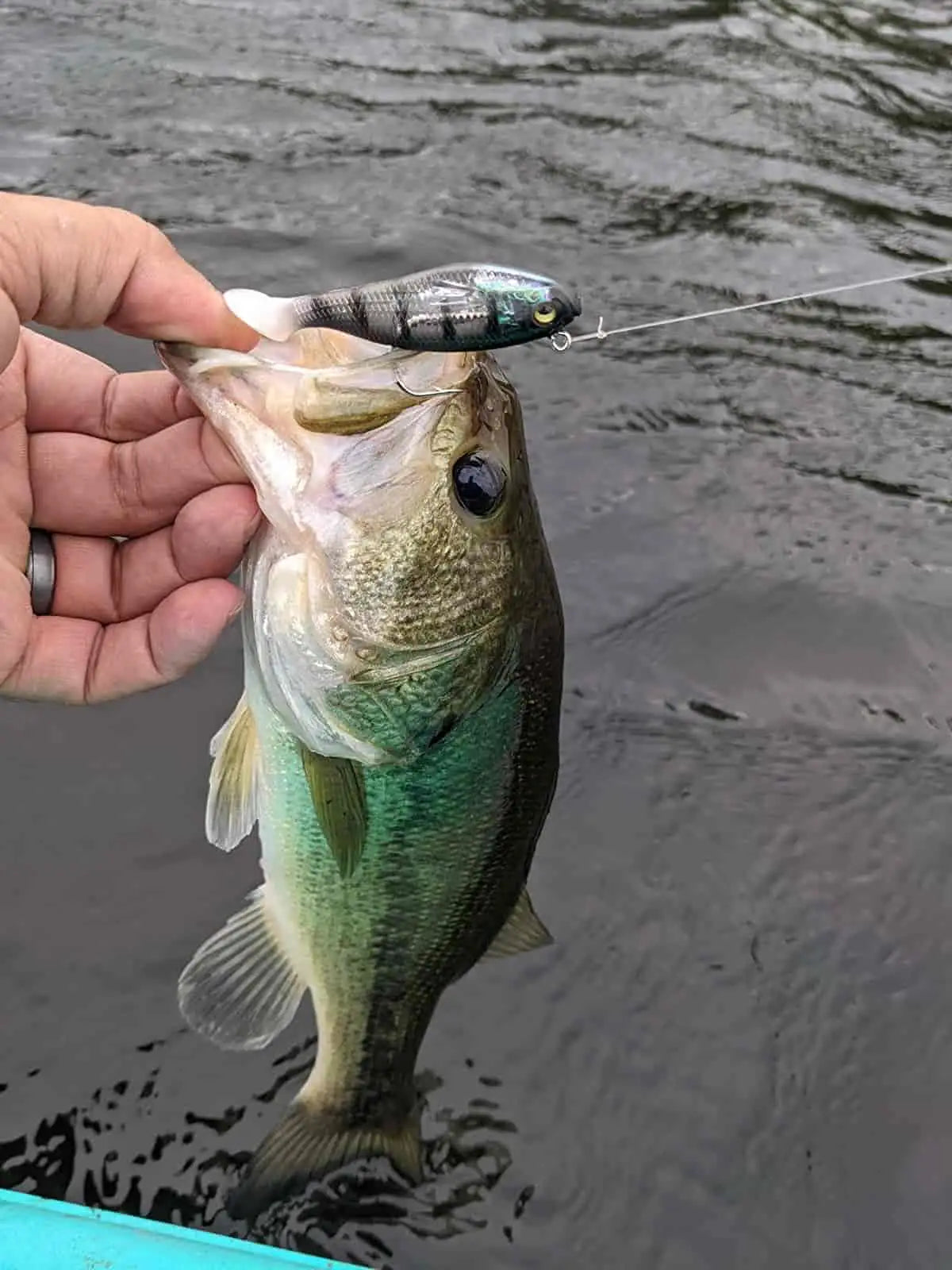 Bass fishing Lures: The Different Types and their Uses