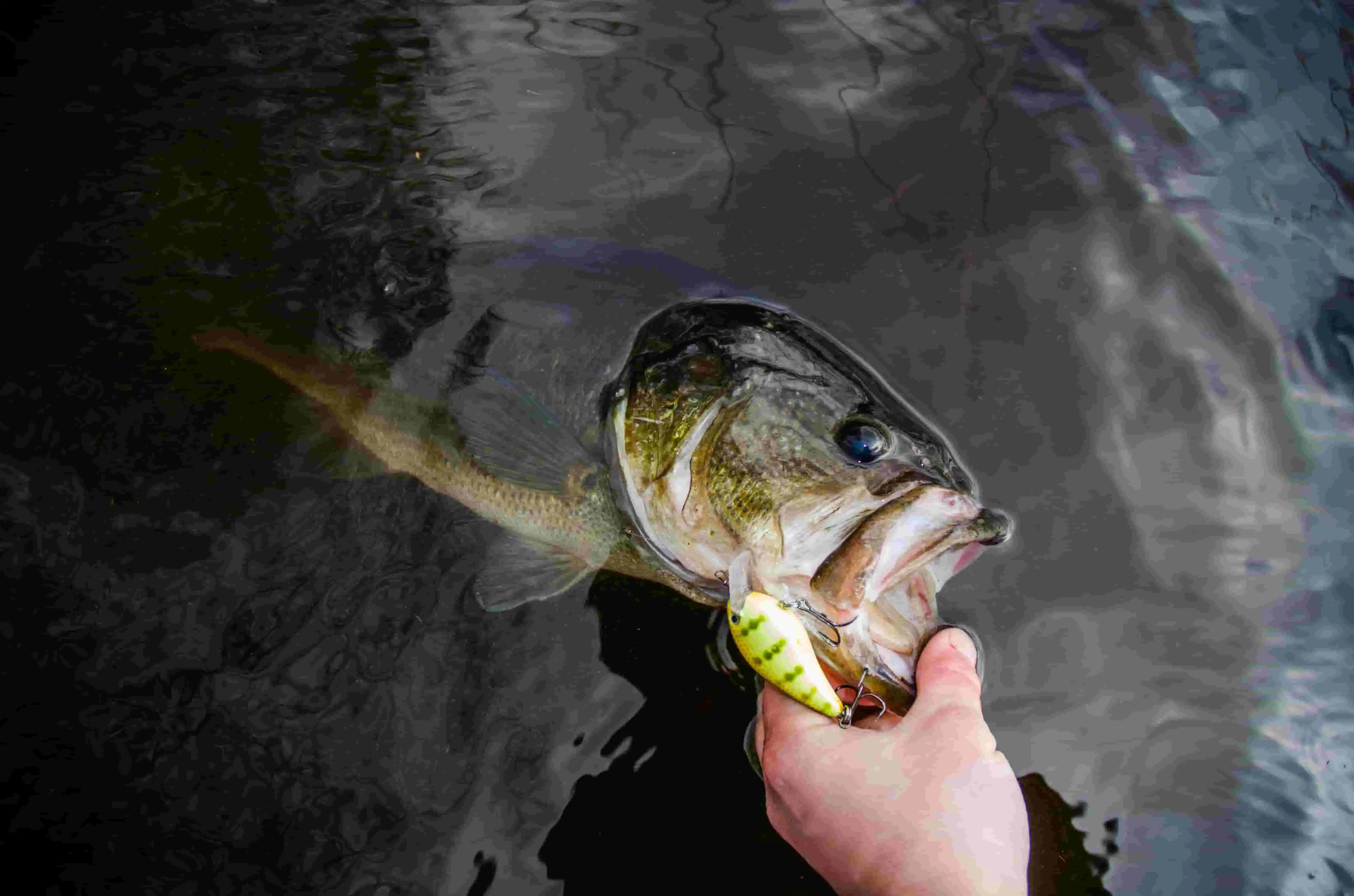 Go Ready for Bass Fishing in 2023 Early Spring