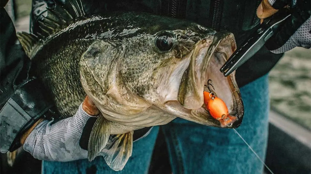 6 Tips for Winter Bass Fishing 