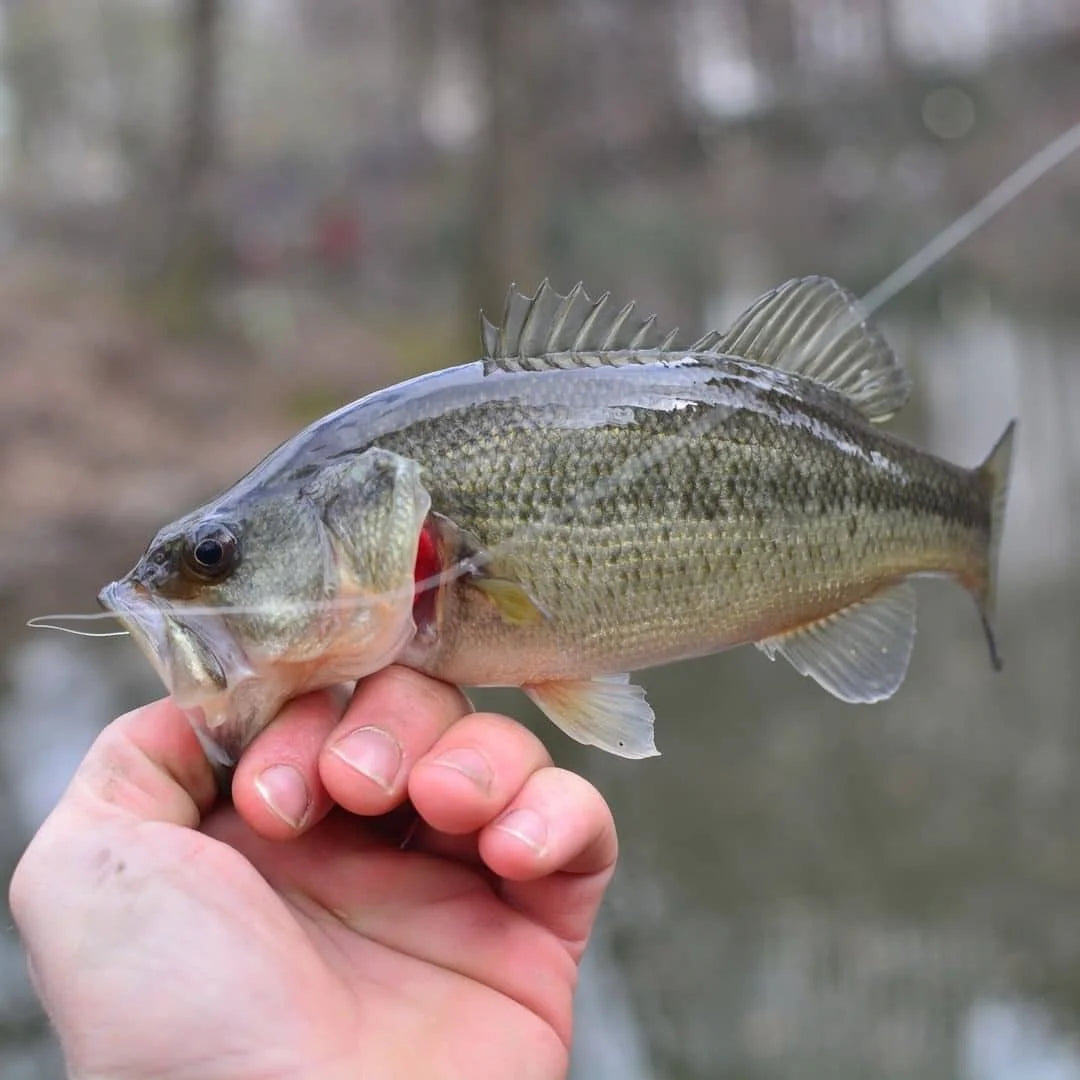 Tips for Catching Bass in Sweltering Hot Summer