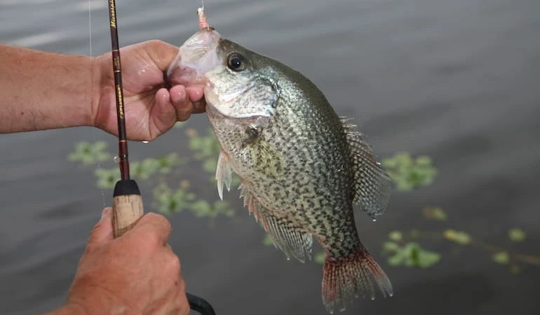 5 Best Fish to Catch in the 2023 Spring