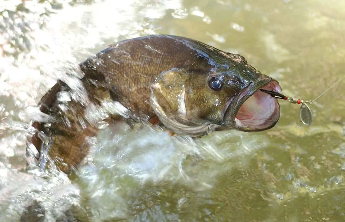 Señuelos de pesca PLUSINNO para lubina con bolsa de transporte portátil